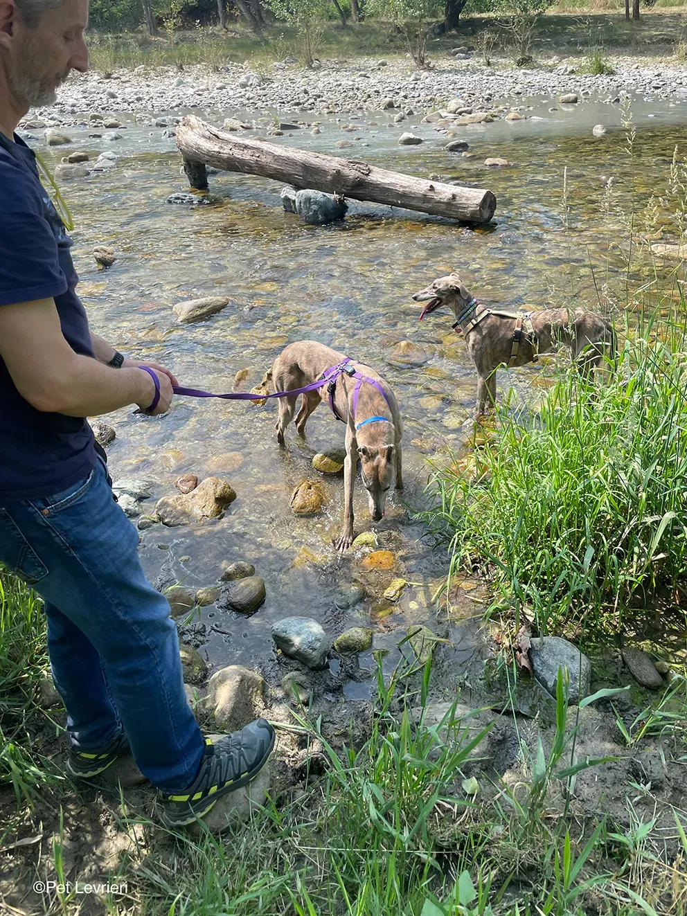 Sunshine adozione levrieri greyhound fosterhome 10