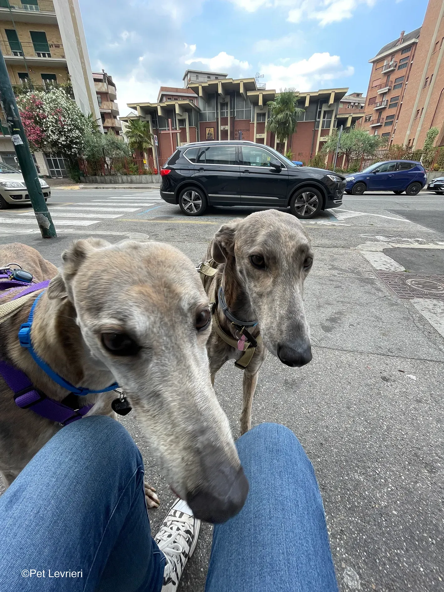 Sunshine adozione levrieri greyhound fosterhome 11