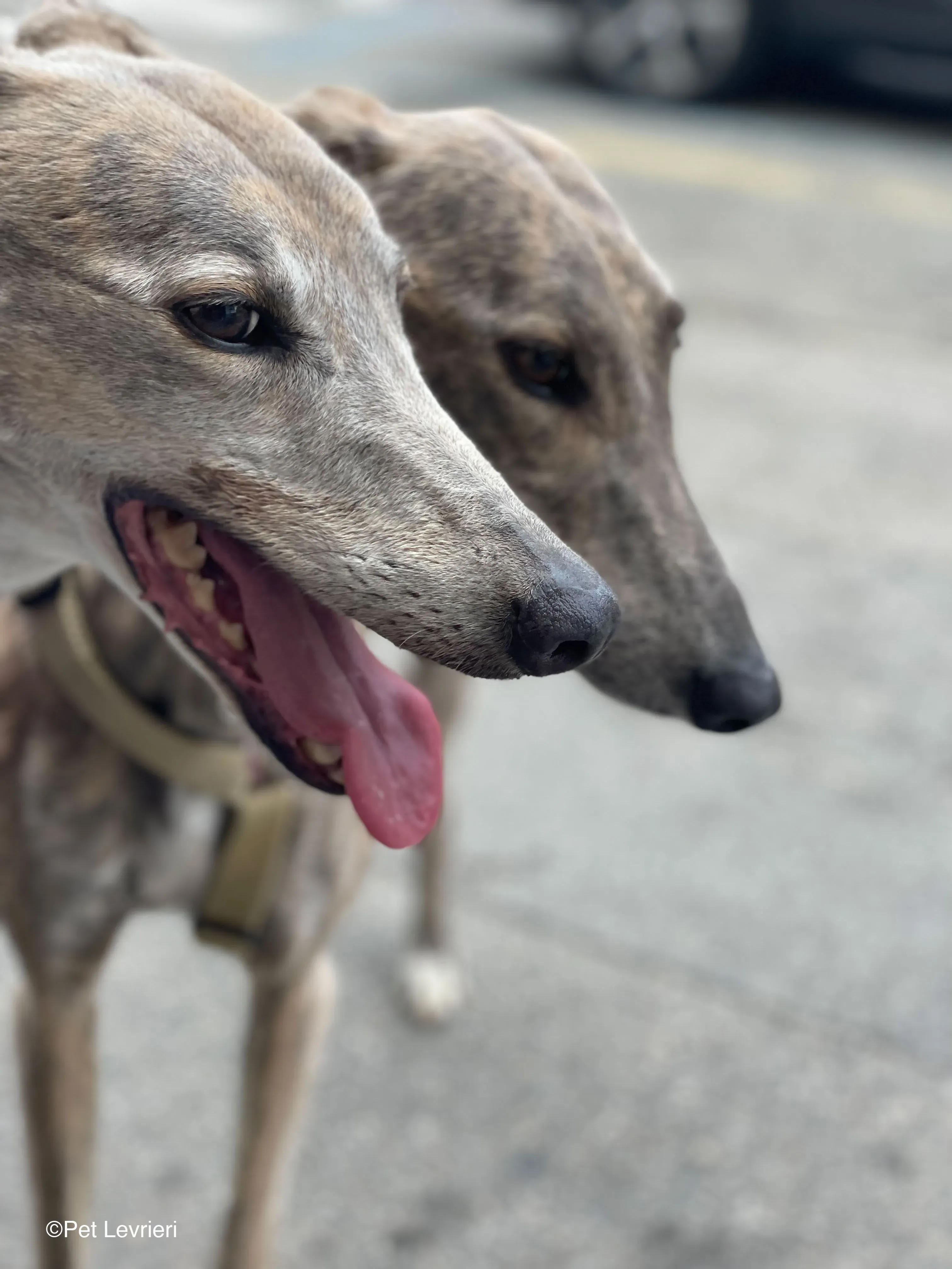 Sunshine adozione levrieri greyhound fosterhome 12