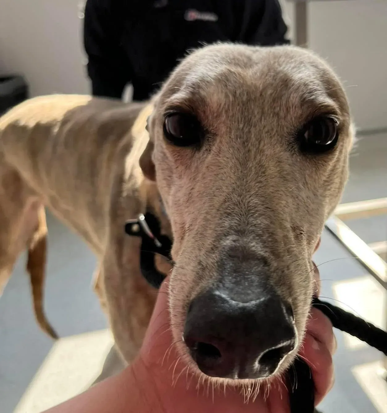 Sunshine adozione levriero greyhound1 e1653340088573