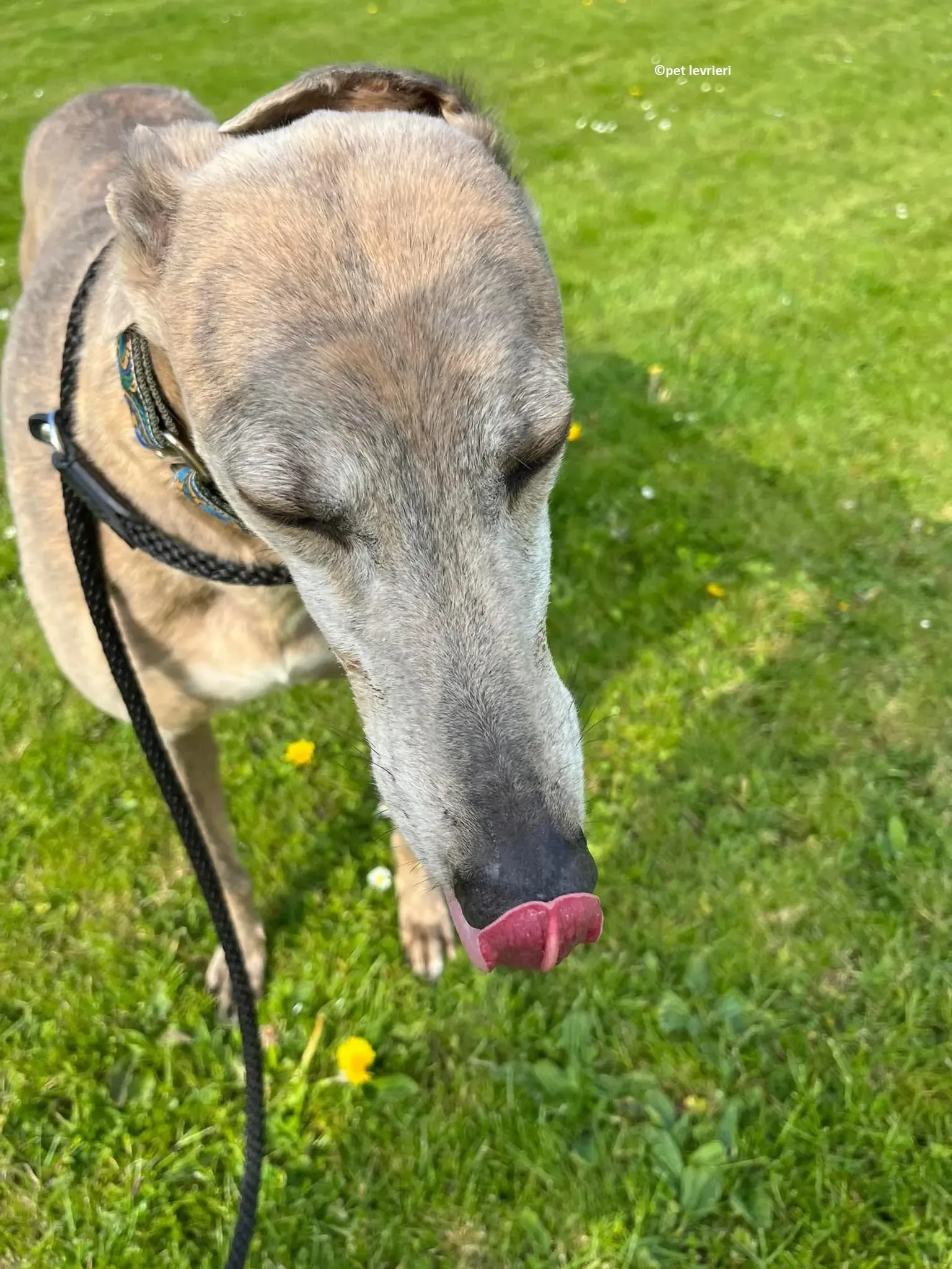 Sunshine adozione levriero greyhound10