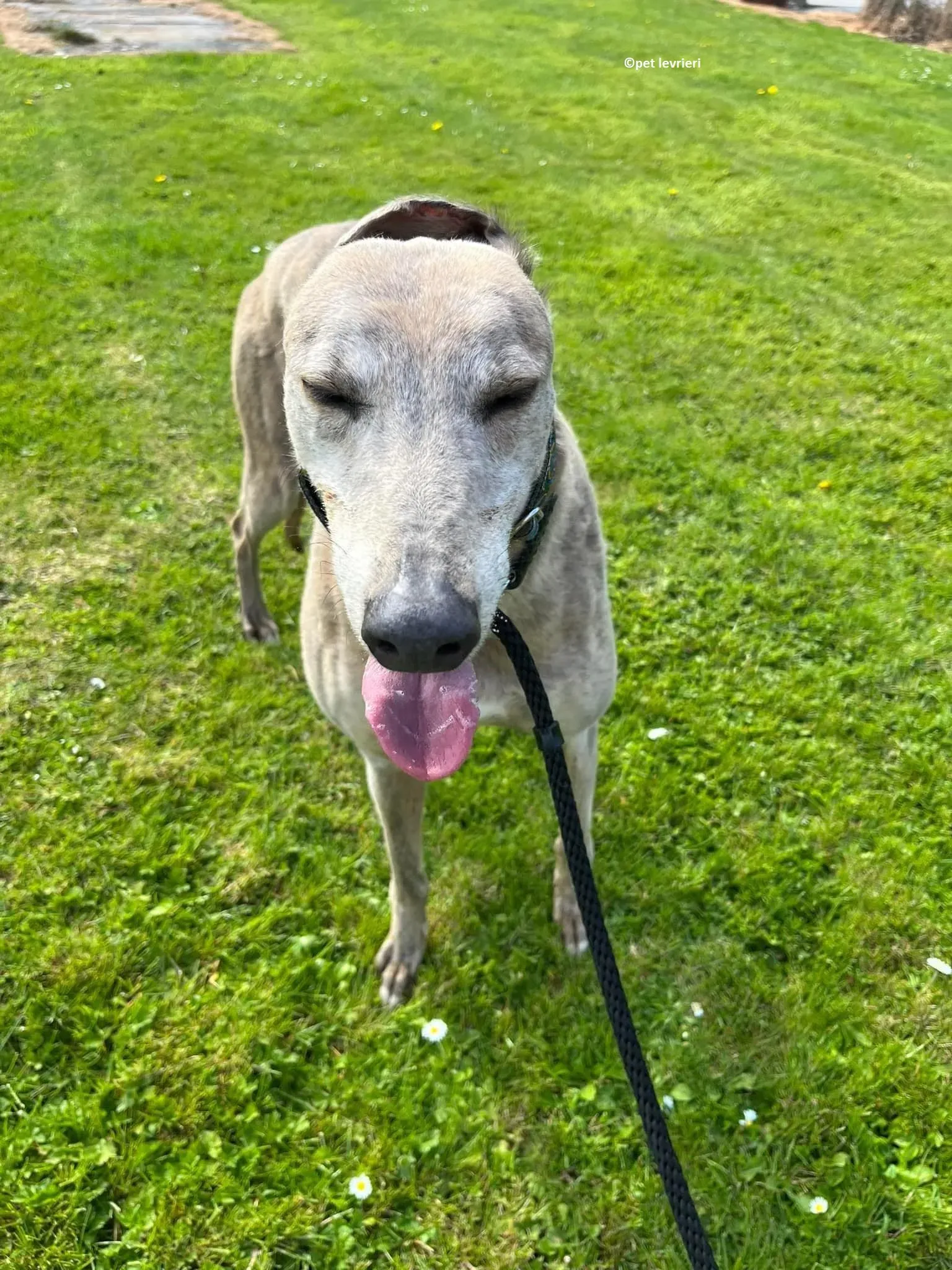 Sunshine adozione levriero greyhound11