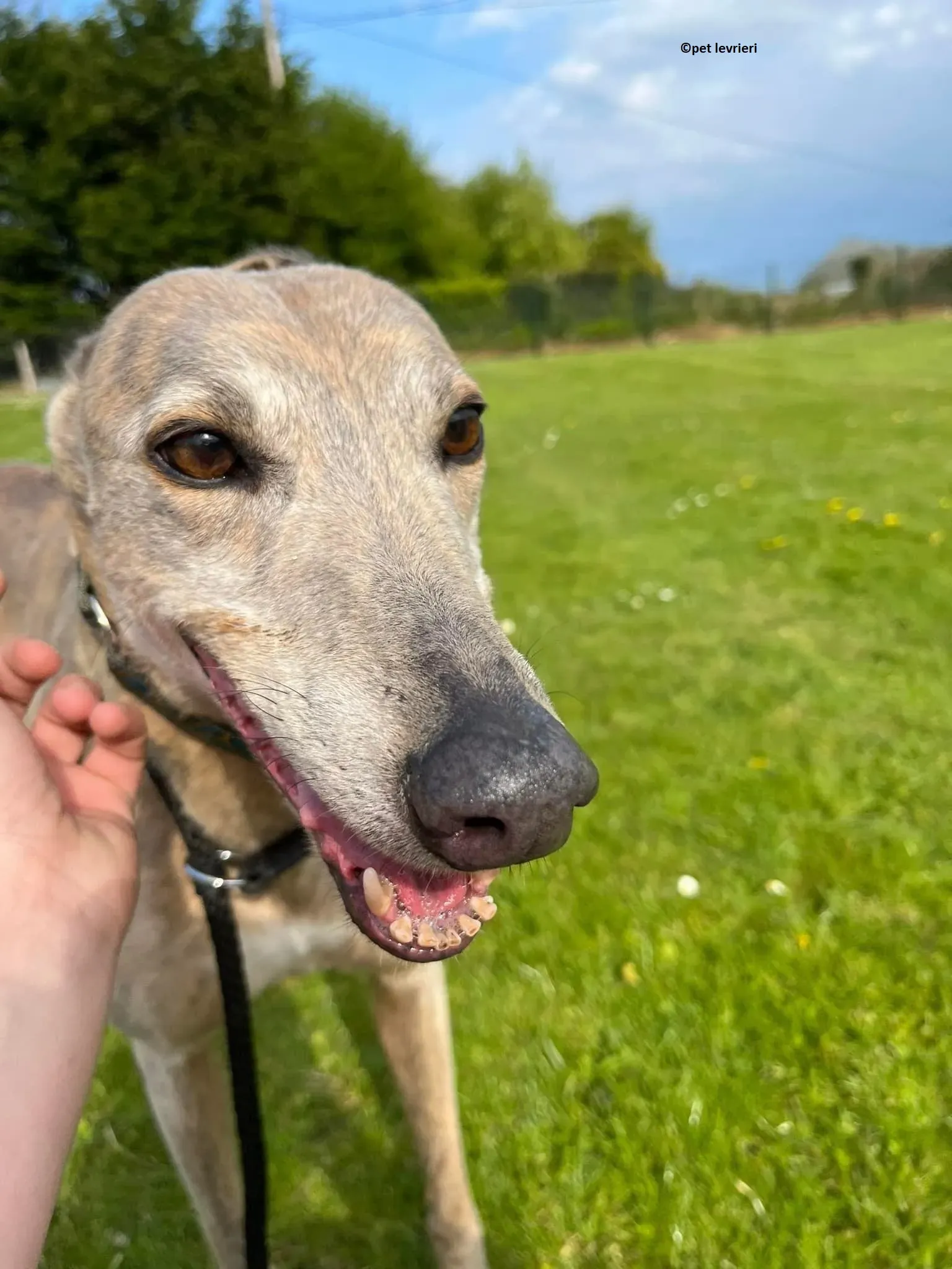 Sunshine adozione levriero greyhound117