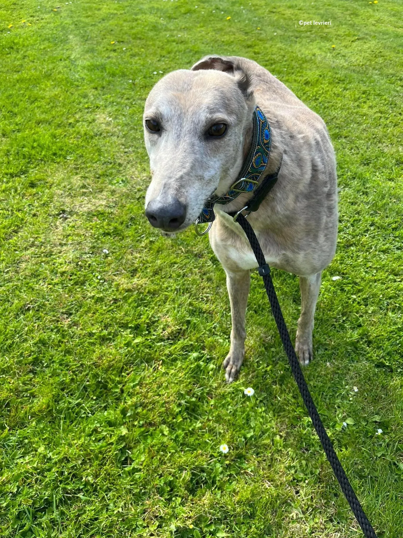 Sunshine adozione levriero greyhound12