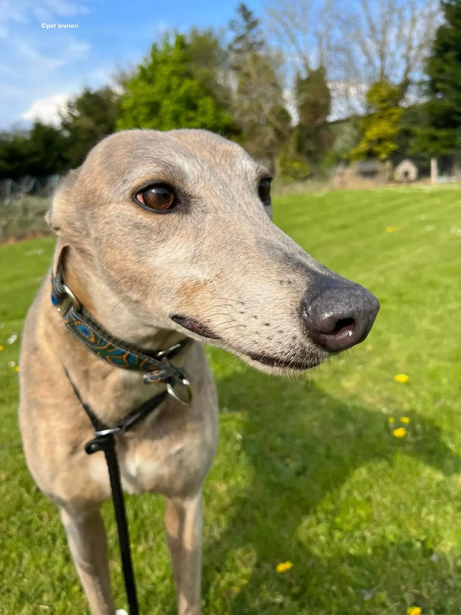 Sunshine adozione levriero greyhound13