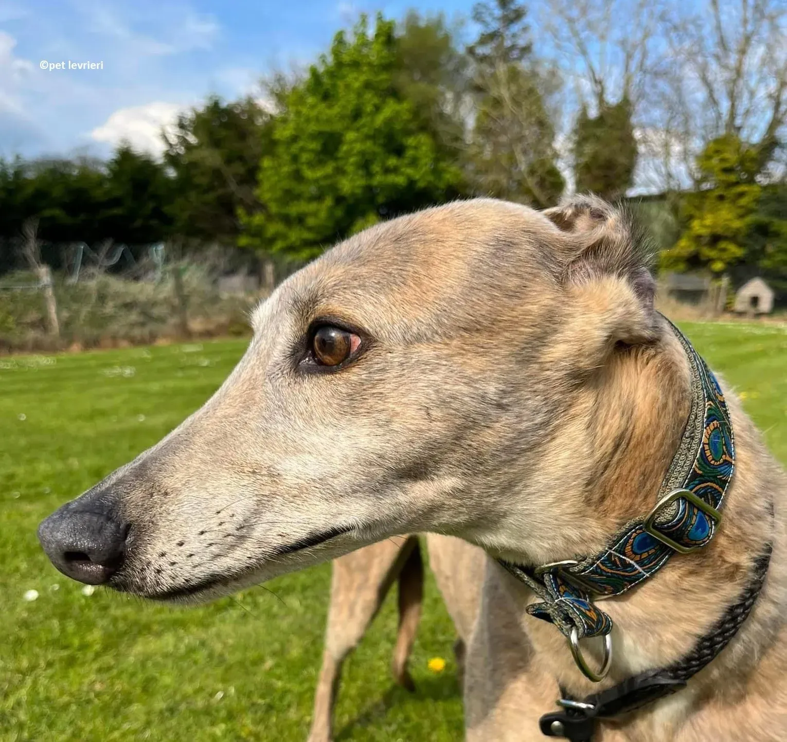 Sunshine adozione levriero greyhound14 e1653373521478