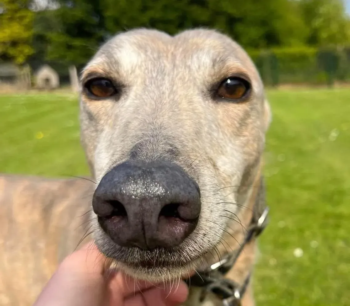 Sunshine adozione levriero greyhound15 e1653338209593