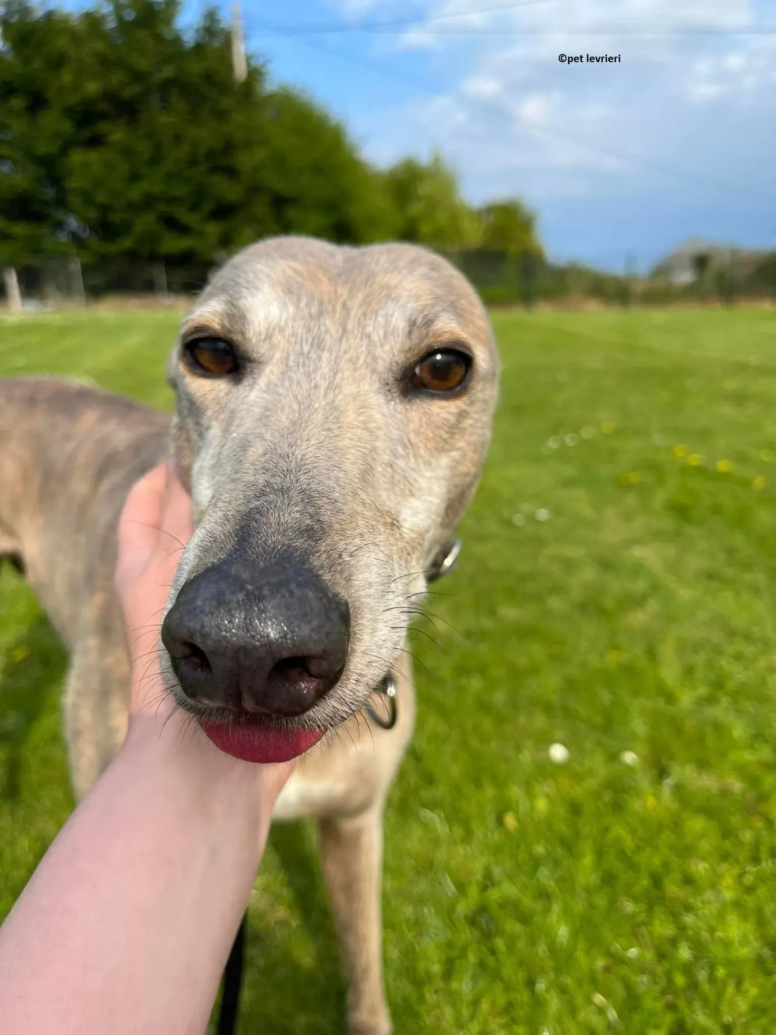 Sunshine adozione levriero greyhound16 1