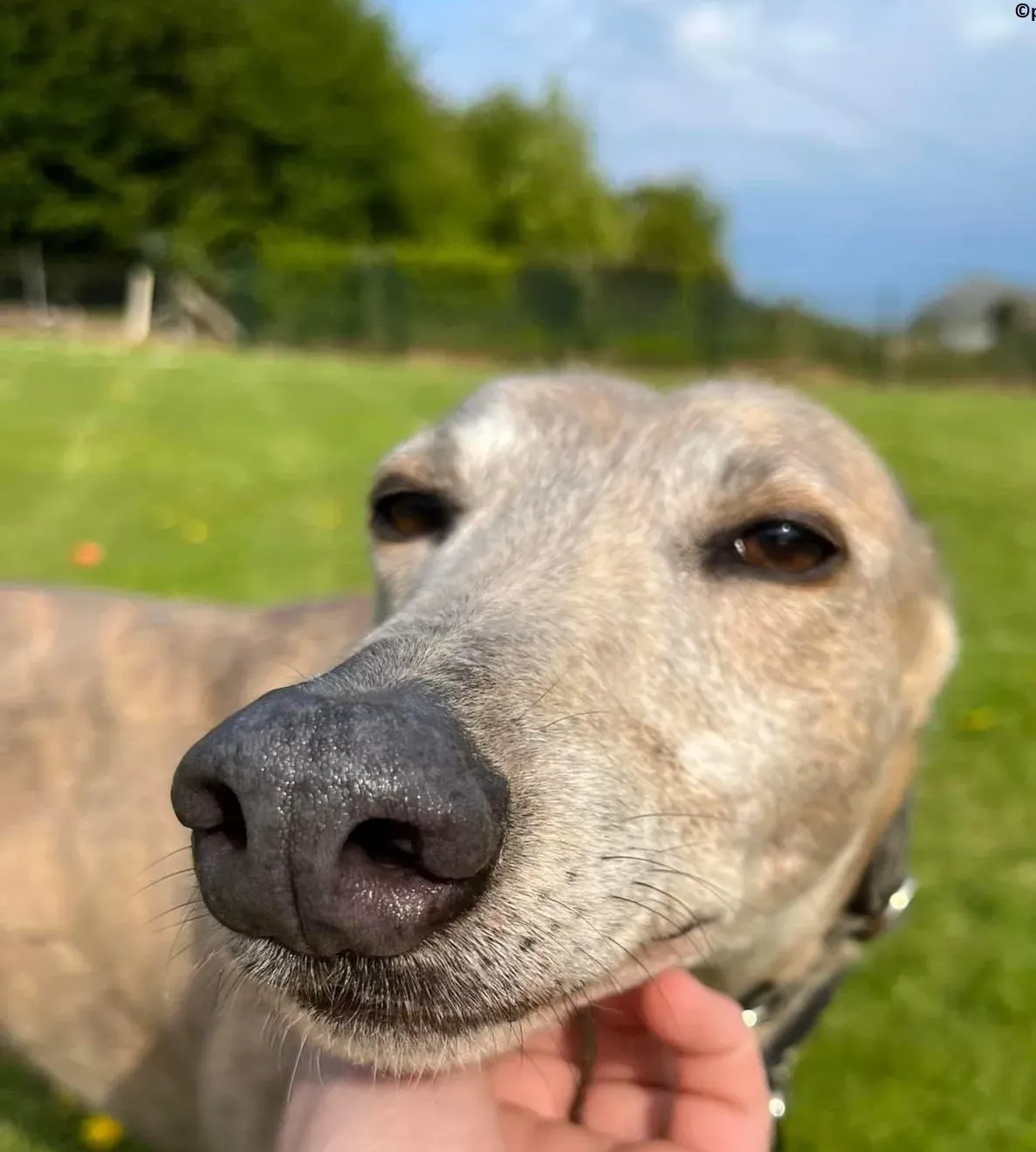 Sunshine adozione levriero greyhound18 e1653373629272