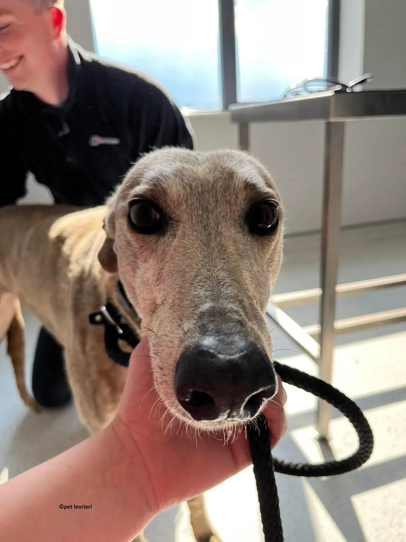 Sunshine adozione levriero greyhound2