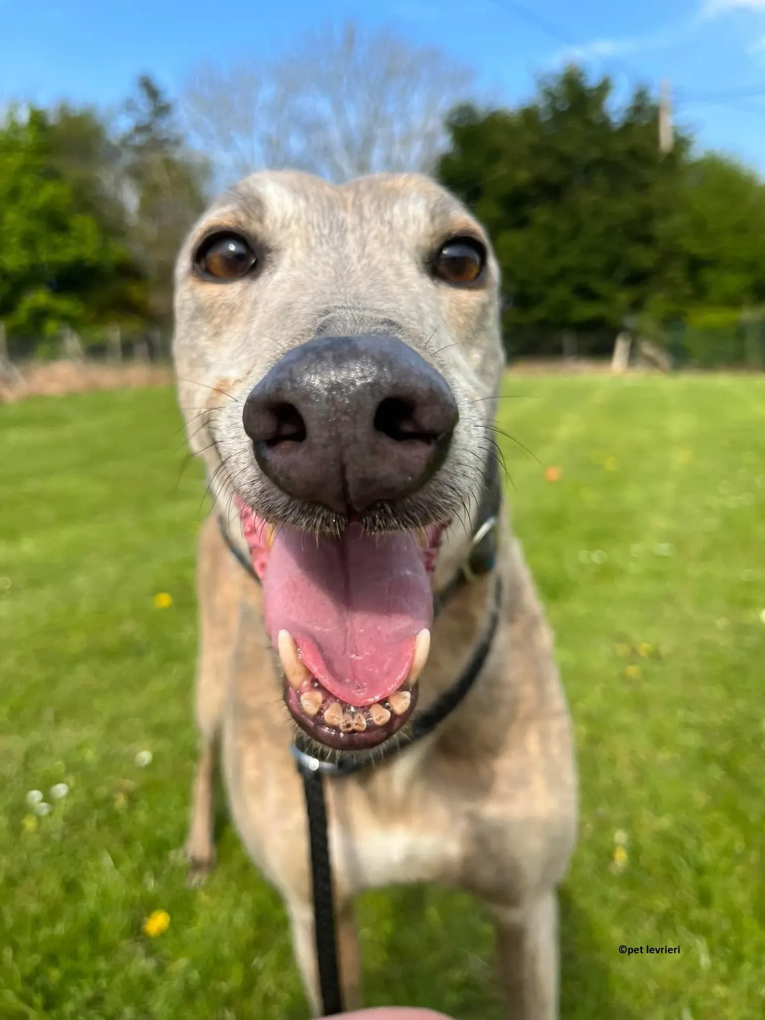 Sunshine adozione levriero greyhound3