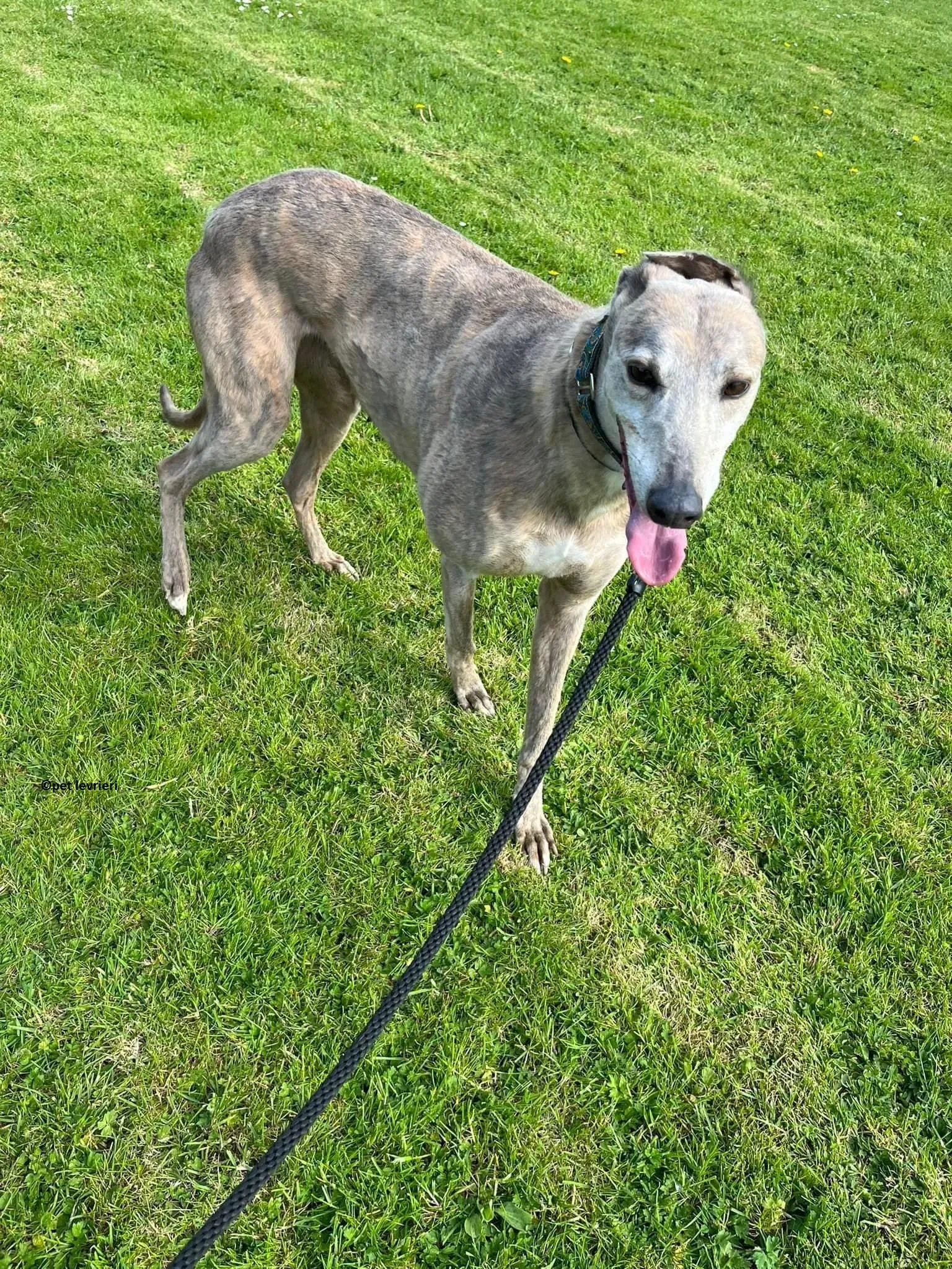 Sunshine adozione levriero greyhound4