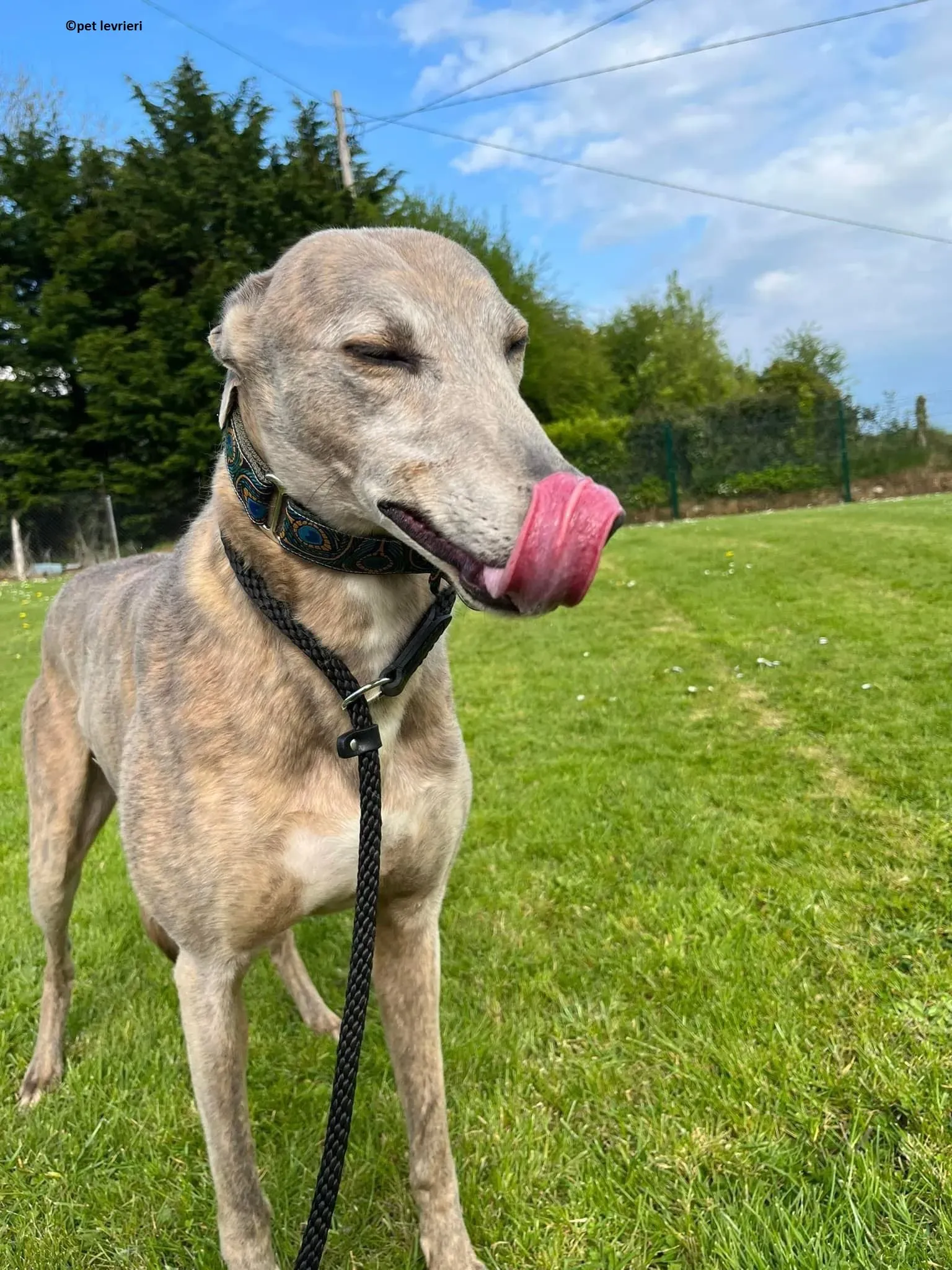 Sunshine adozione levriero greyhound5