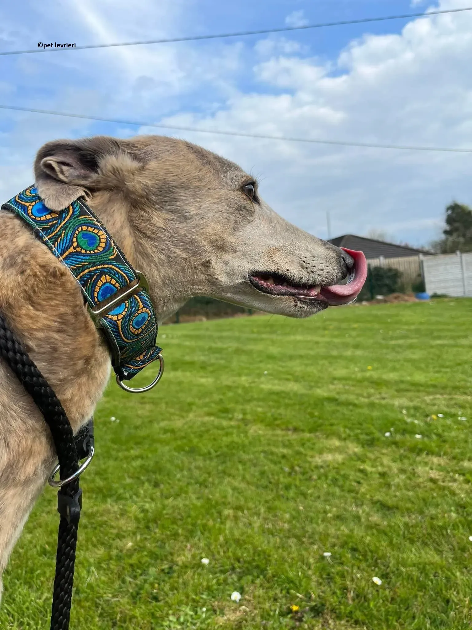 Sunshine adozione levriero greyhound6