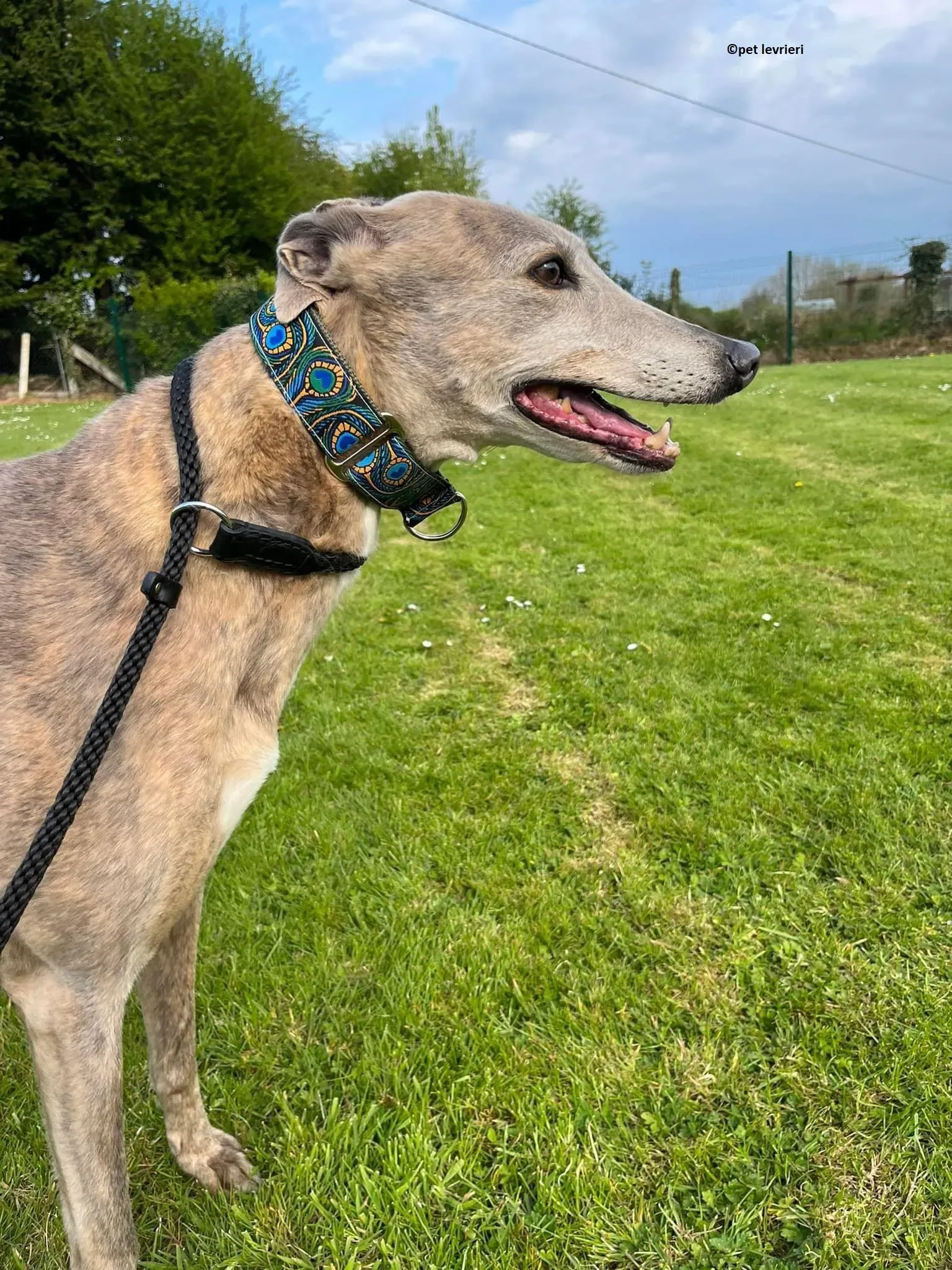 Sunshine adozione levriero greyhound7