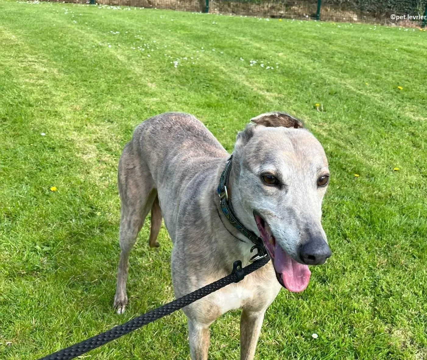 Sunshine adozione levriero greyhound8 e1653338472216