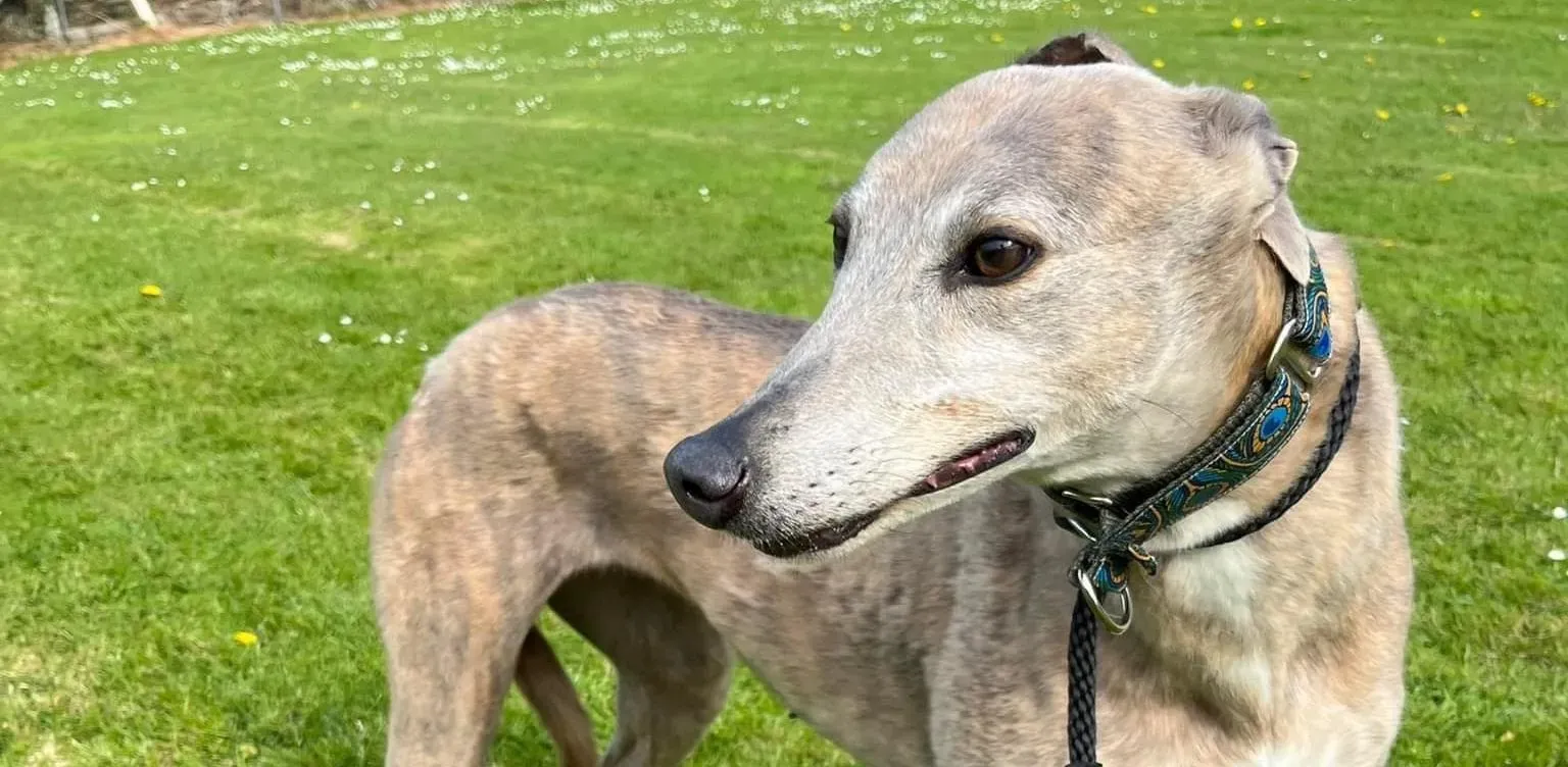 Sunshine adozione levriero greyhound9 e1653401768152