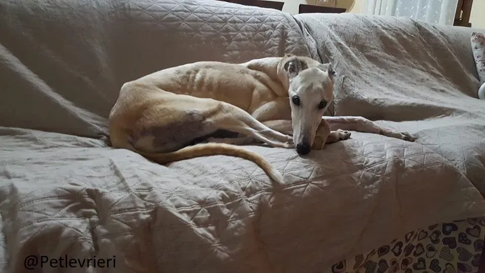 Sure Sure Sweet adozione Greyhound Macau Close the canidrome 01