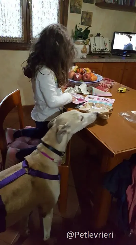 Sure Sure Sweet adozione Greyhound Macau Close the canidrome 03