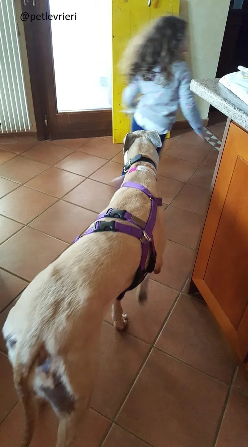 Sure Sure Sweet adozione Greyhound Macau Close the canidrome 04 1