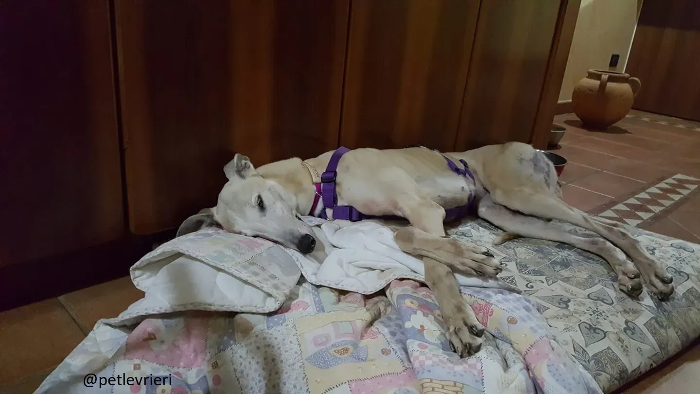 Sure Sure Sweet adozione Greyhound Macau Close the canidrome 04 2