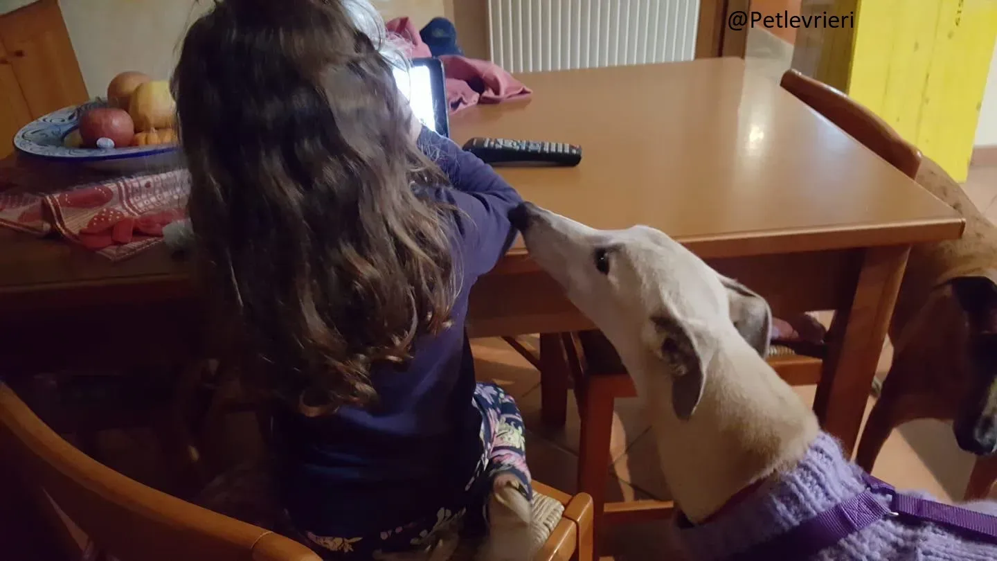 Sure Sure Sweet adozione Greyhound Macau Close the canidrome 04