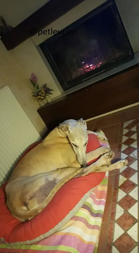 Sure Sure Sweet adozione Greyhound Macau