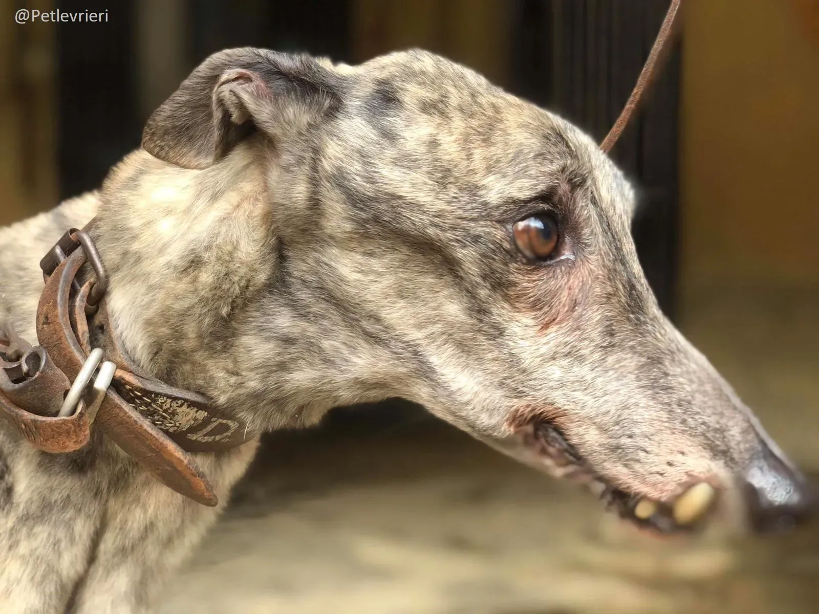 Surf Comet Gryhound Adozione levrieri Cinodromo di Macao 6