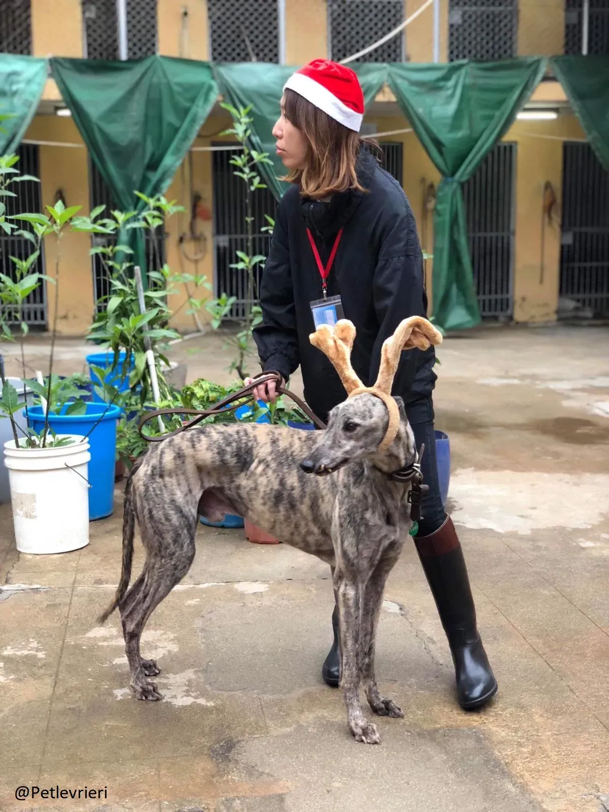 Surf Comet Gryhound Adozione levrieri Cinodromo di Macao 7