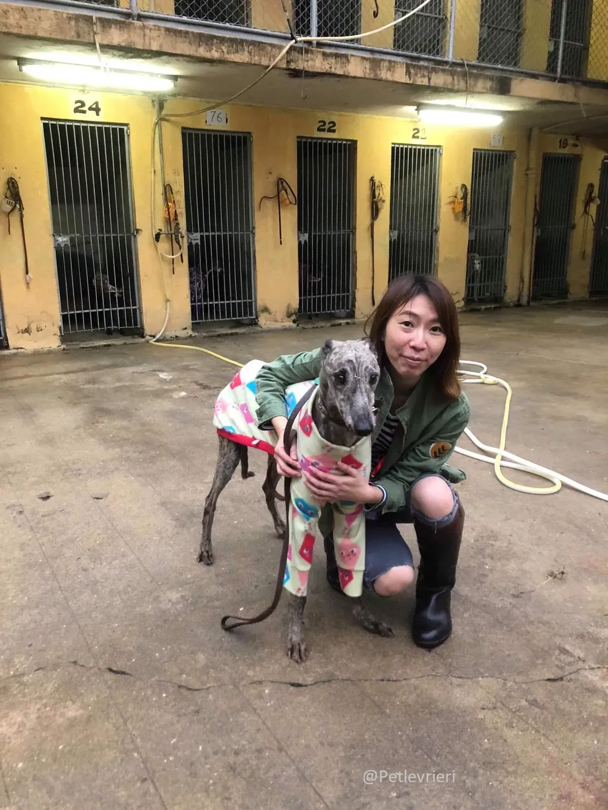 Surf Comet Gryhound Adozione levrieri Cinodromo di Macao 8