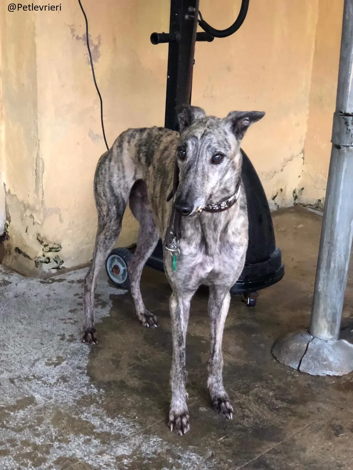 Surf Comet Gryhound Adozione levrieri Cinodromo di Macao 9