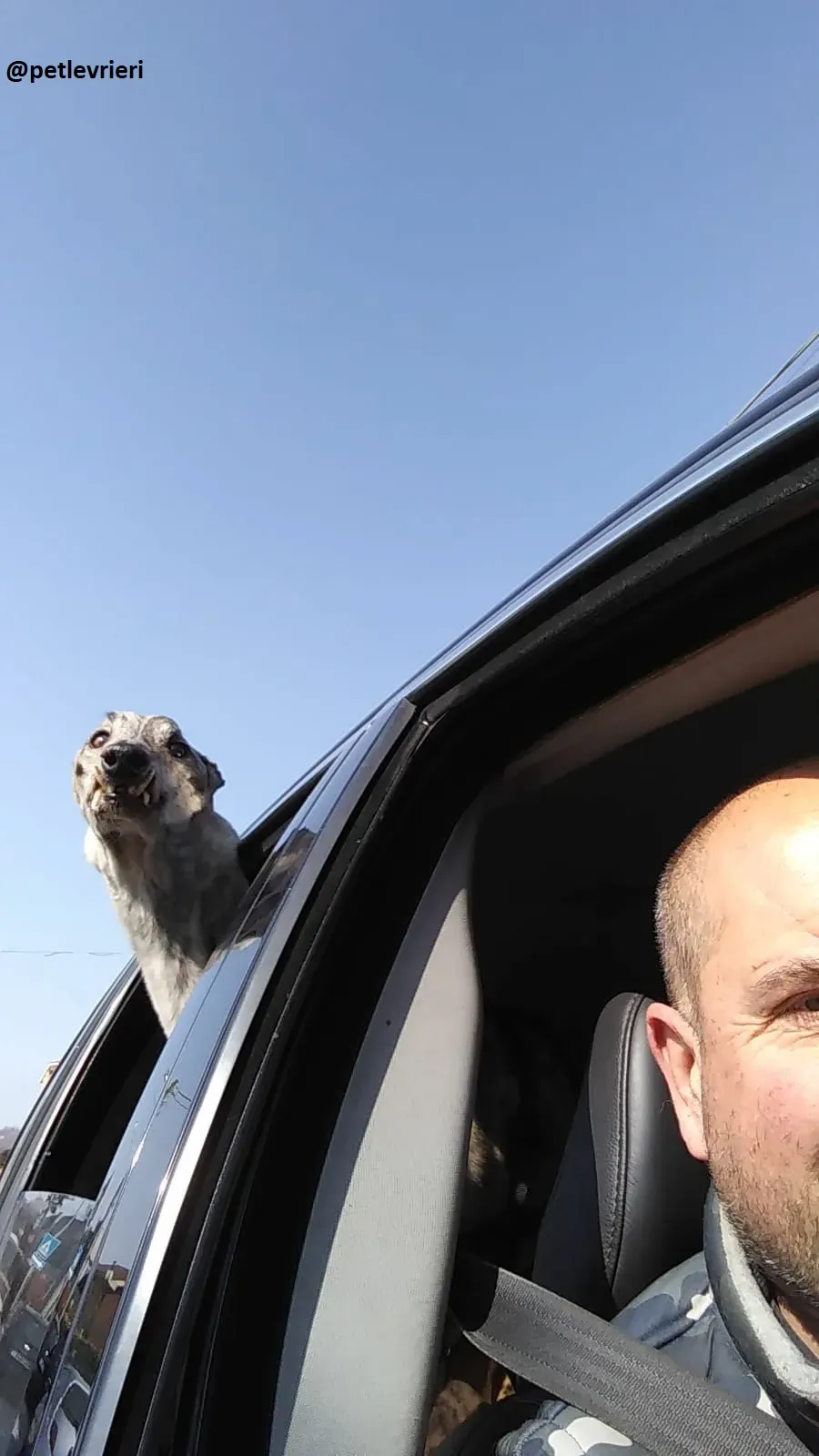 Surfy adozione greyhound macao 10