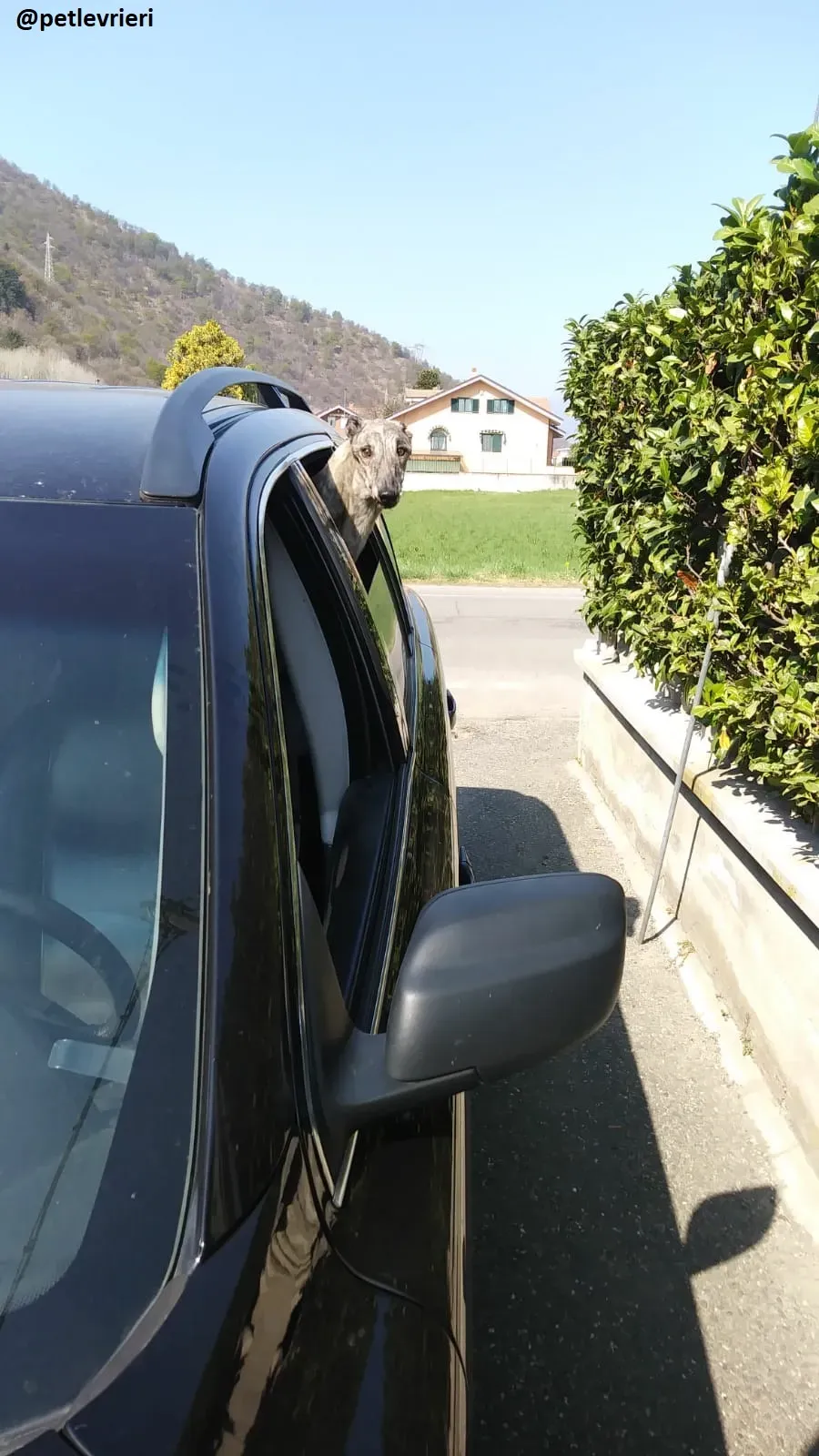 Surfy adozione greyhound macao 11