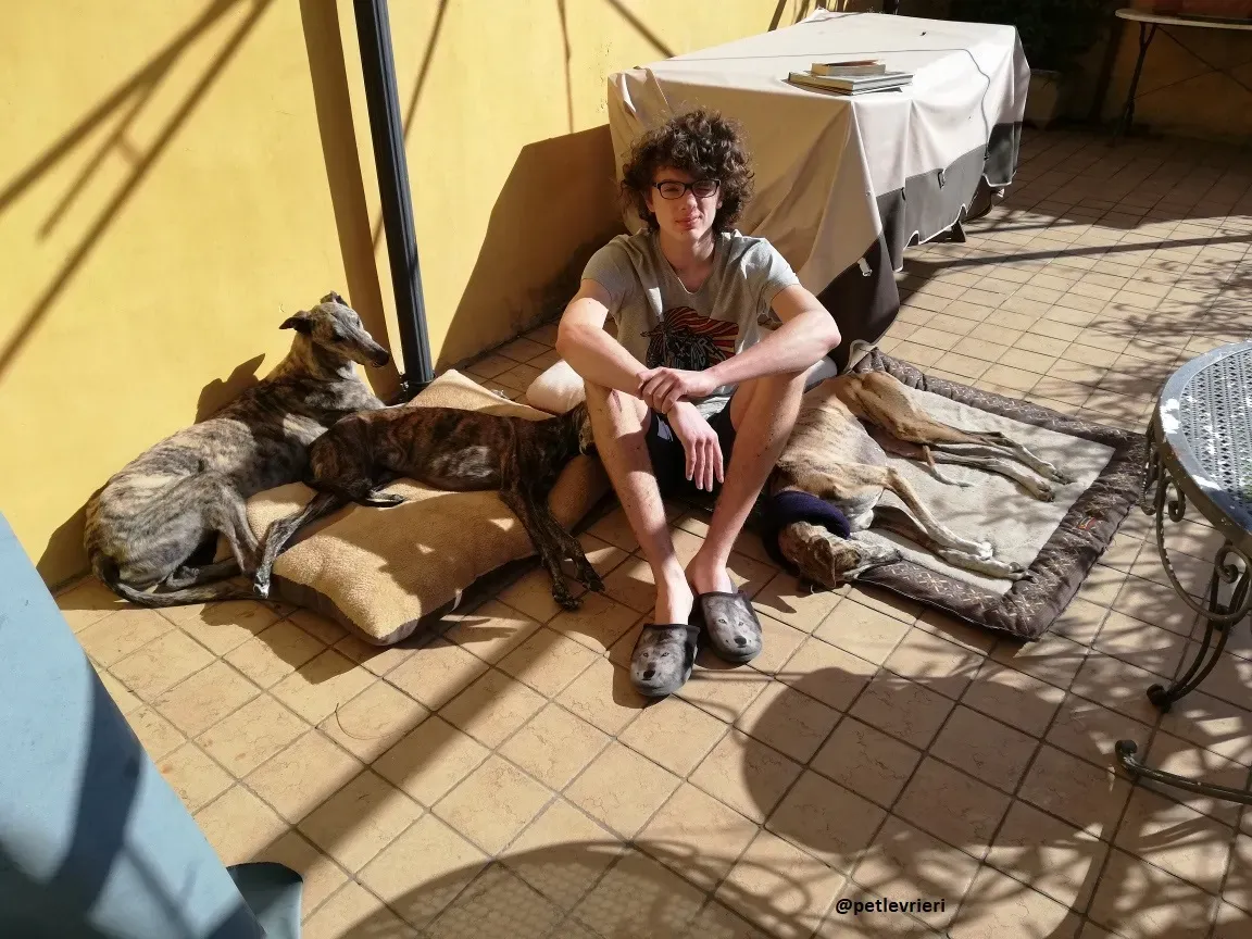 Surfy adozione greyhound macao 2