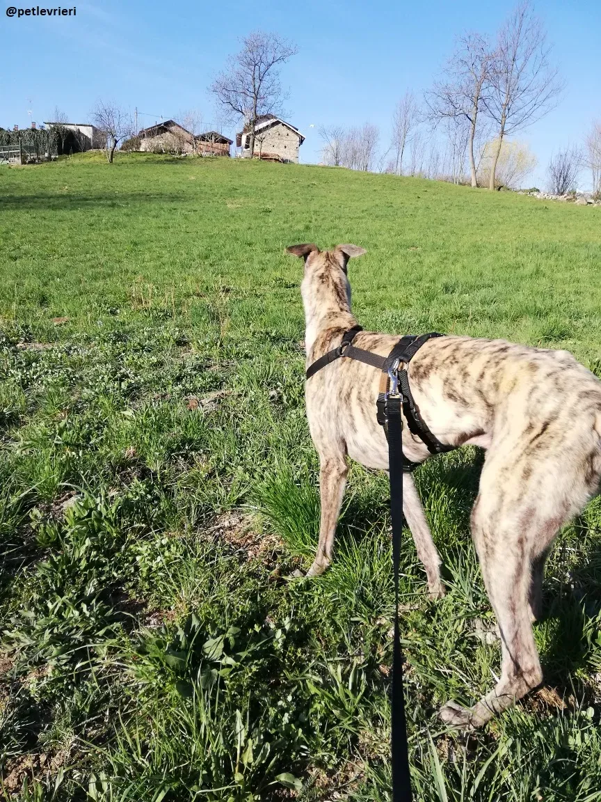 Surfy adozione greyhound macao 3