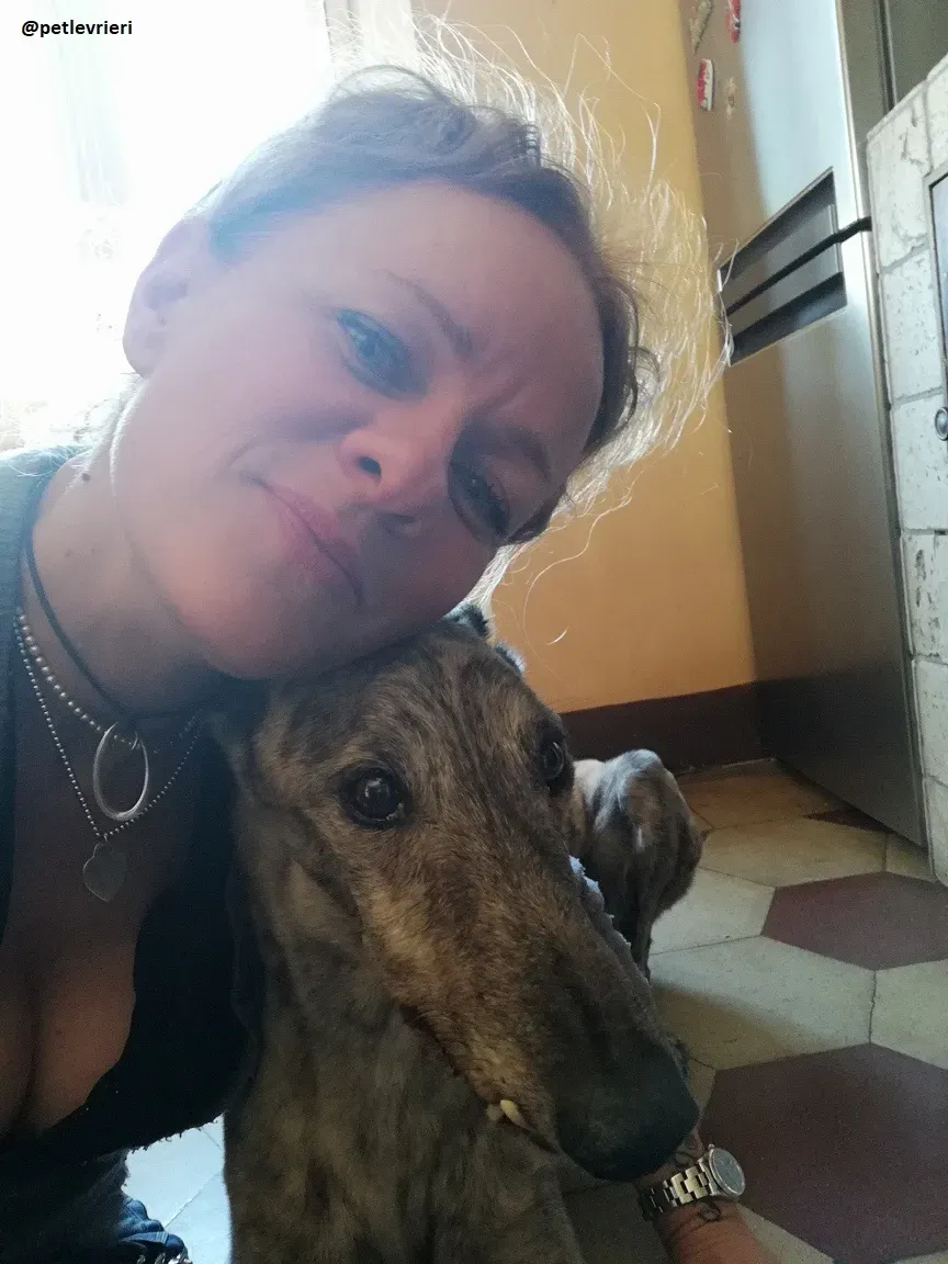 Surfy adozione greyhound macao 4