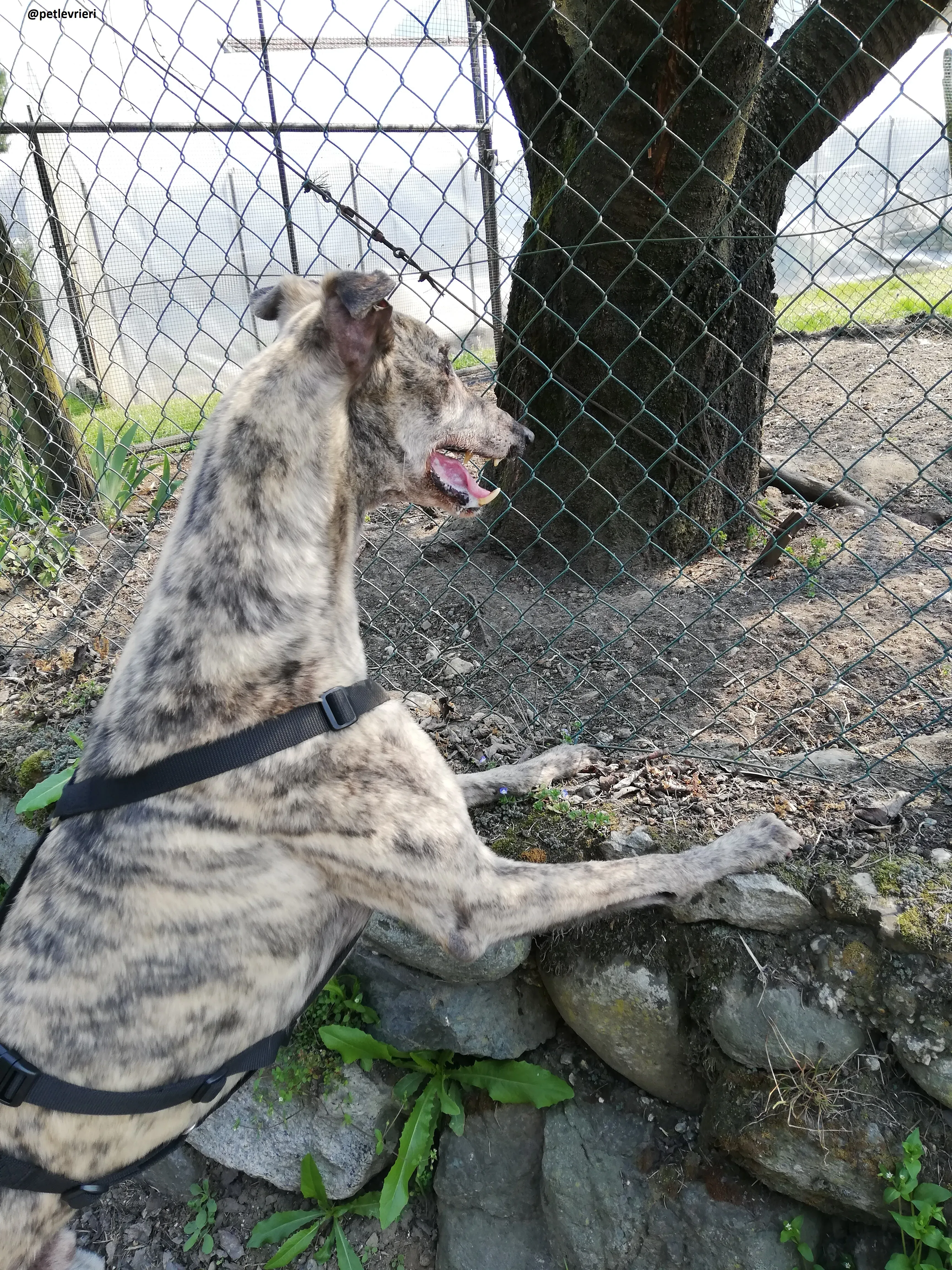 Surfy adozione greyhound macao 6