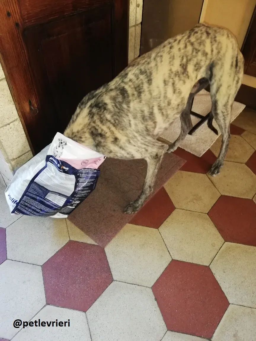 Surfy adozione greyhound macao 7