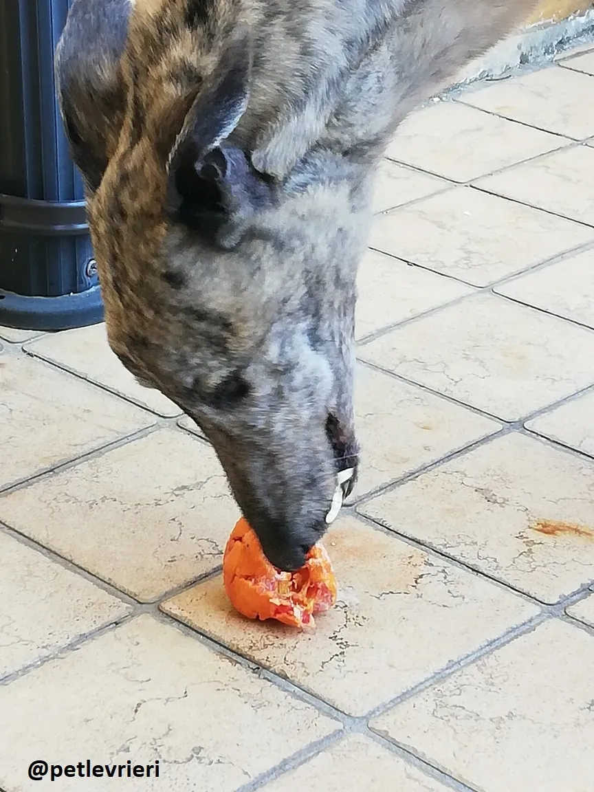 Surfy adozione greyhound macao 8