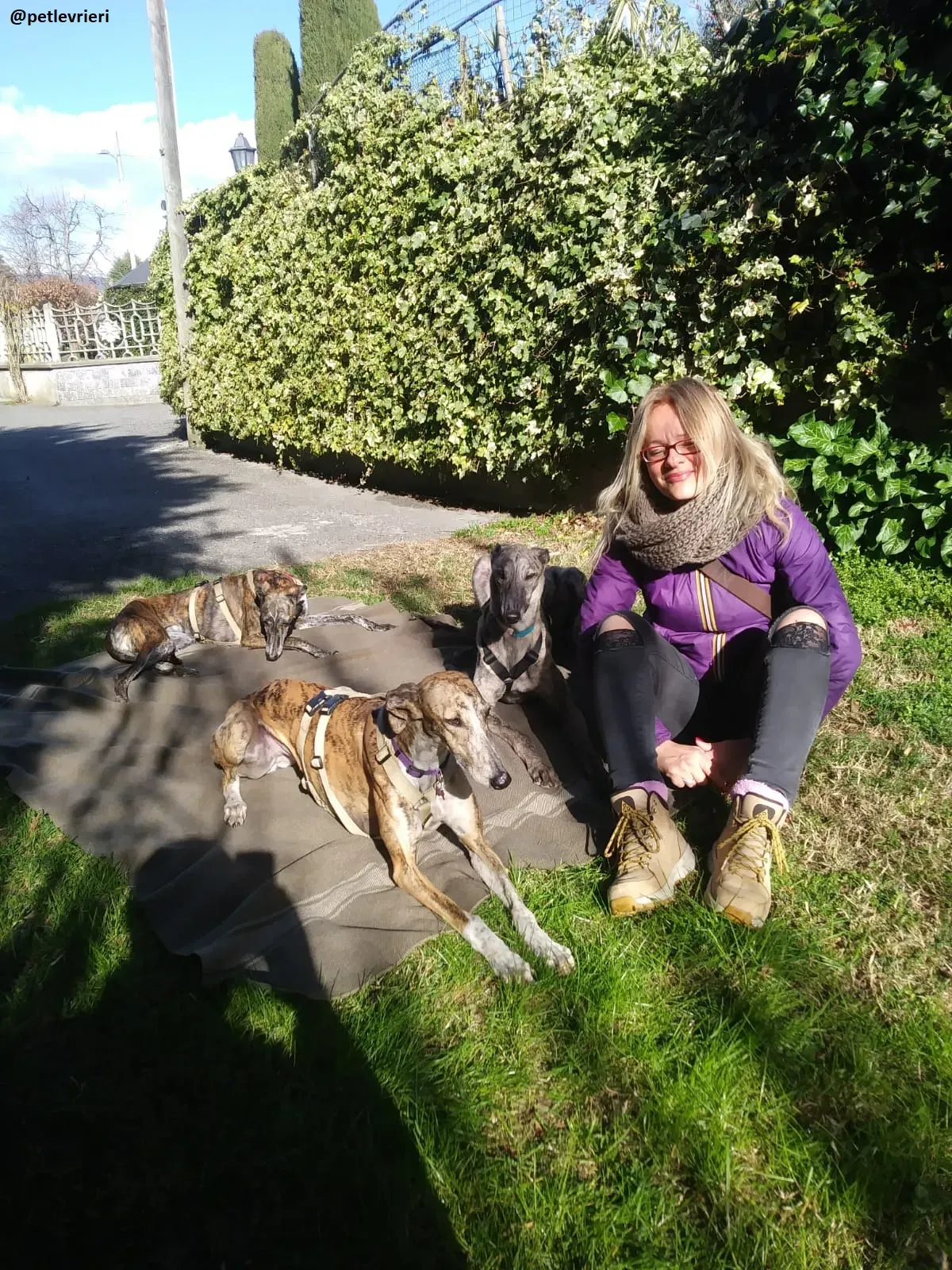 Surfy adozione greyhound macao 9