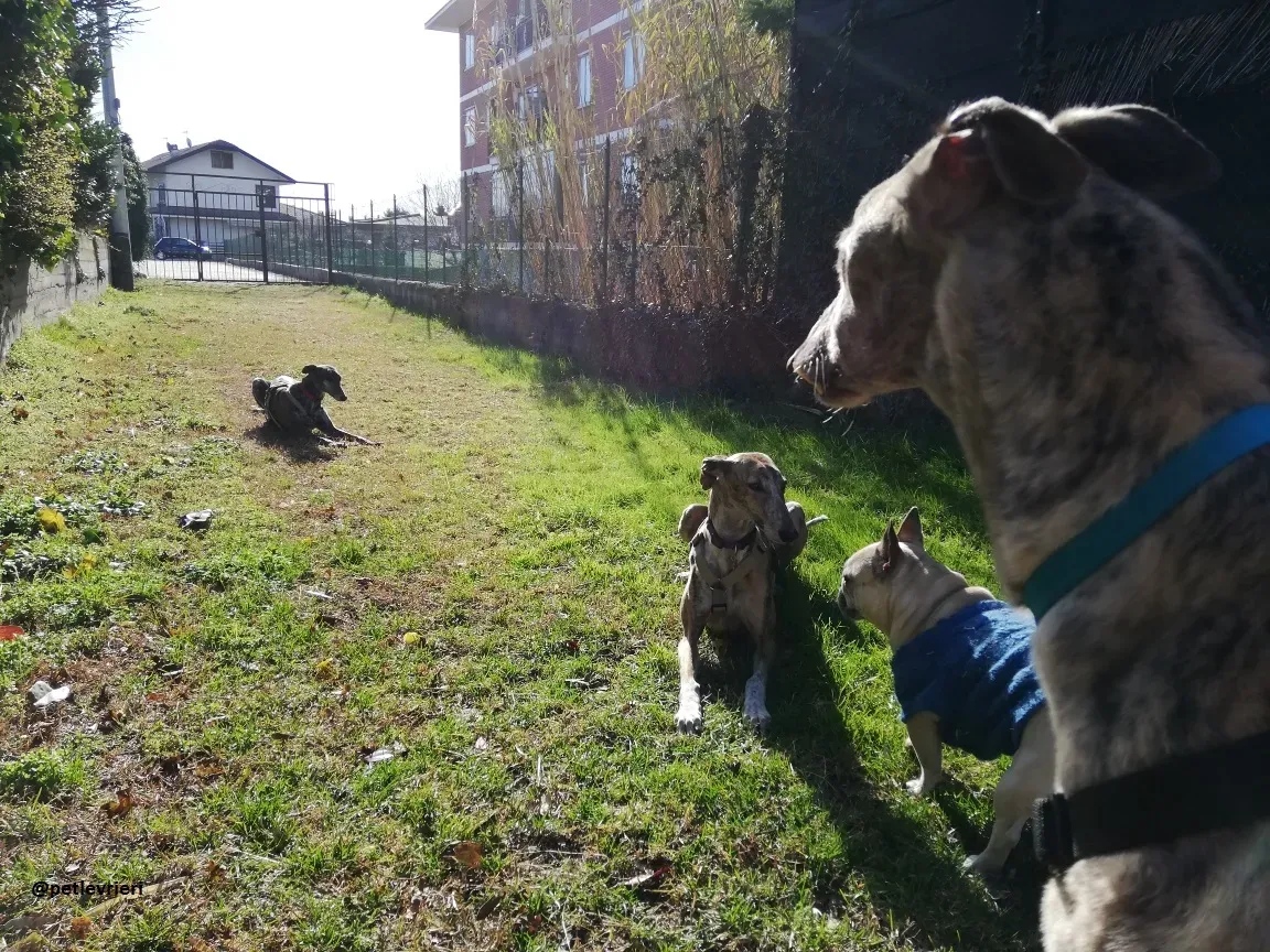 Surfy adozione greyhound macao