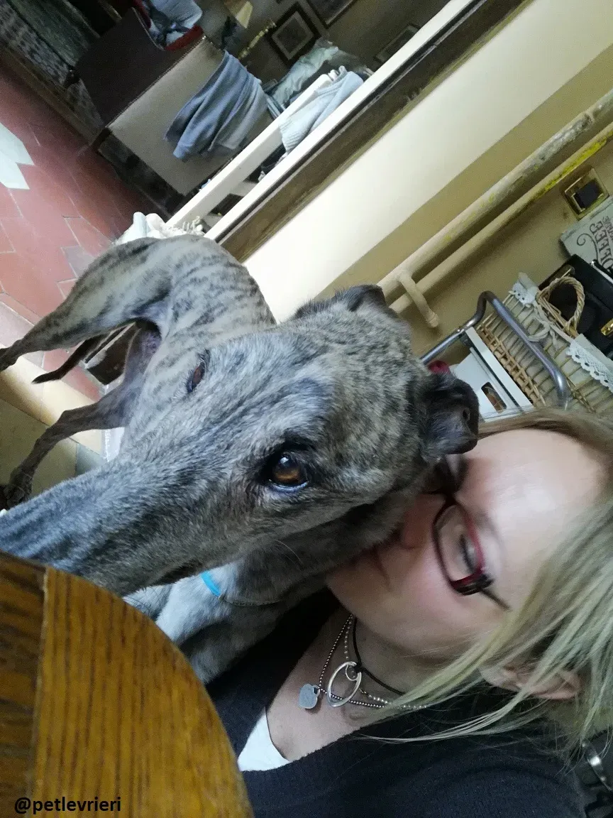 Surfy adozione macao greyhound 1