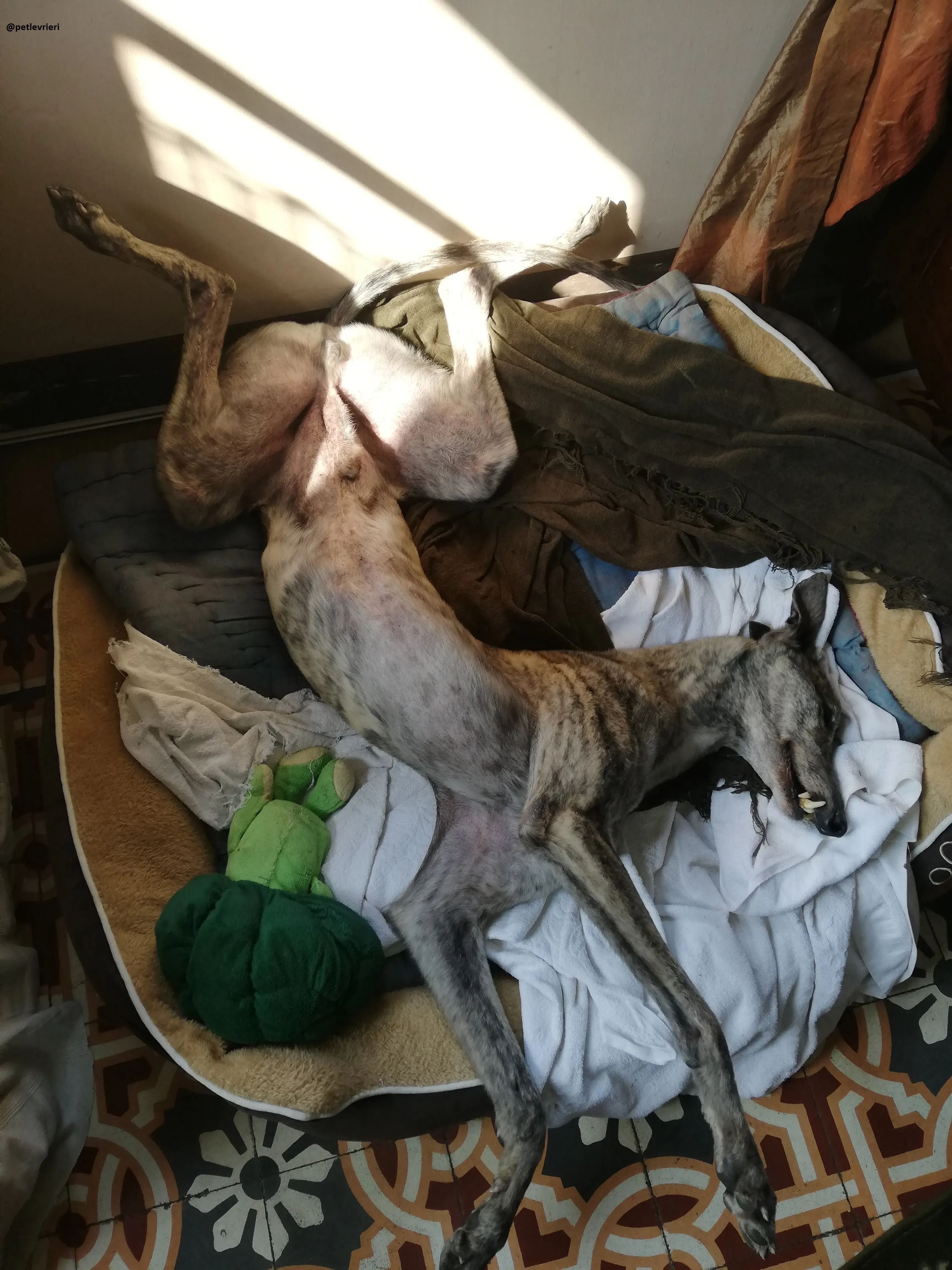 Surfy adozione macao greyhound 5