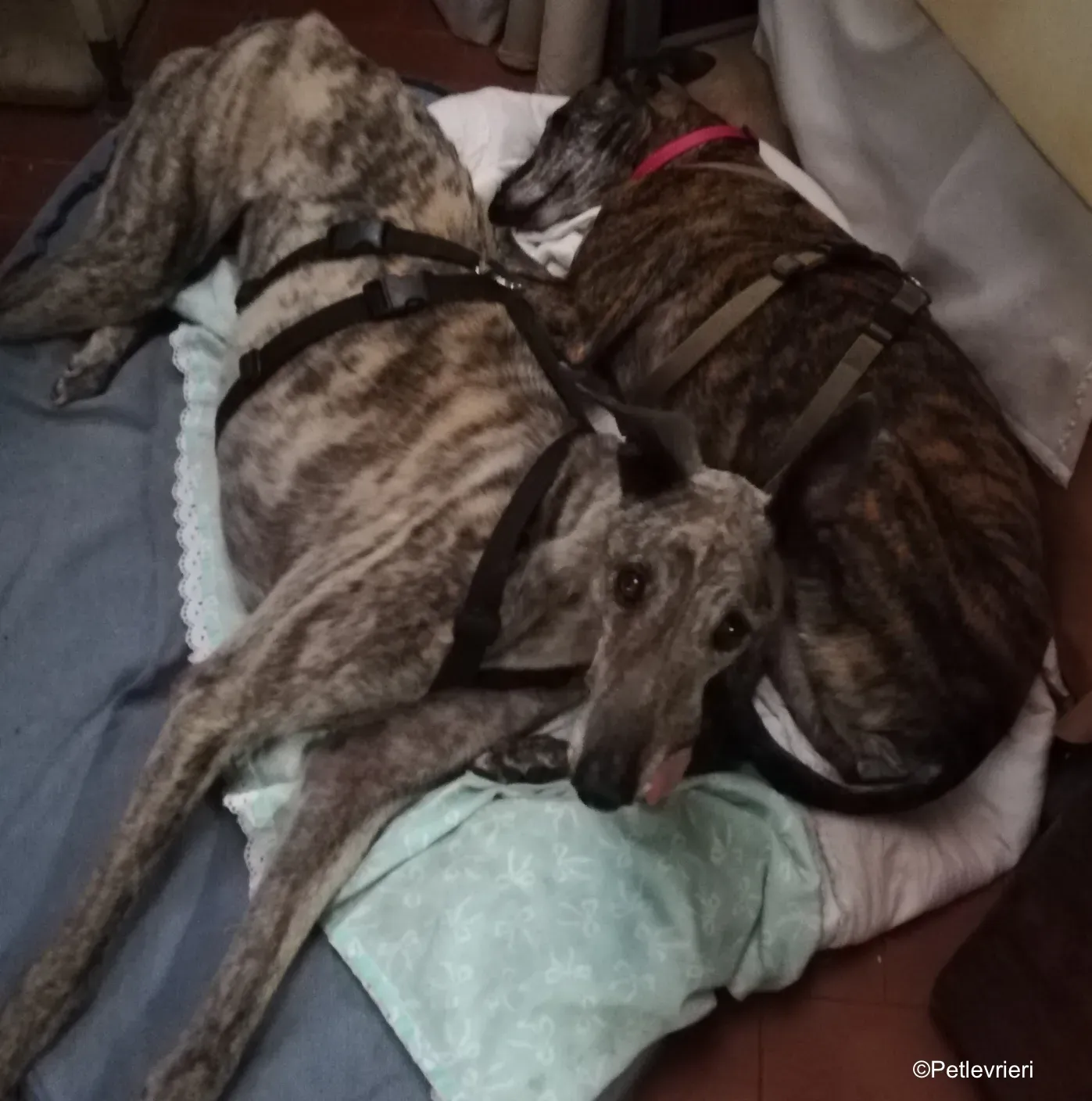 Surfy greyhound macao 1