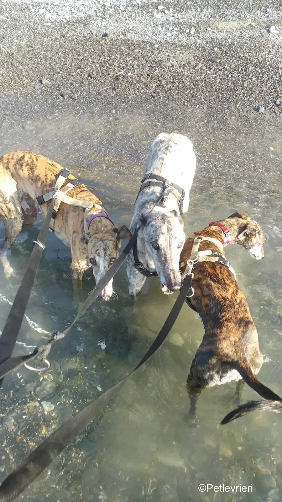 Surfy greyhound macao 10