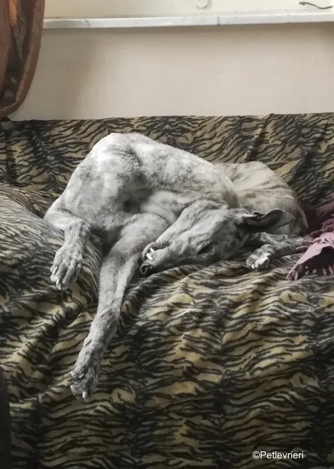 Surfy greyhound macao 11