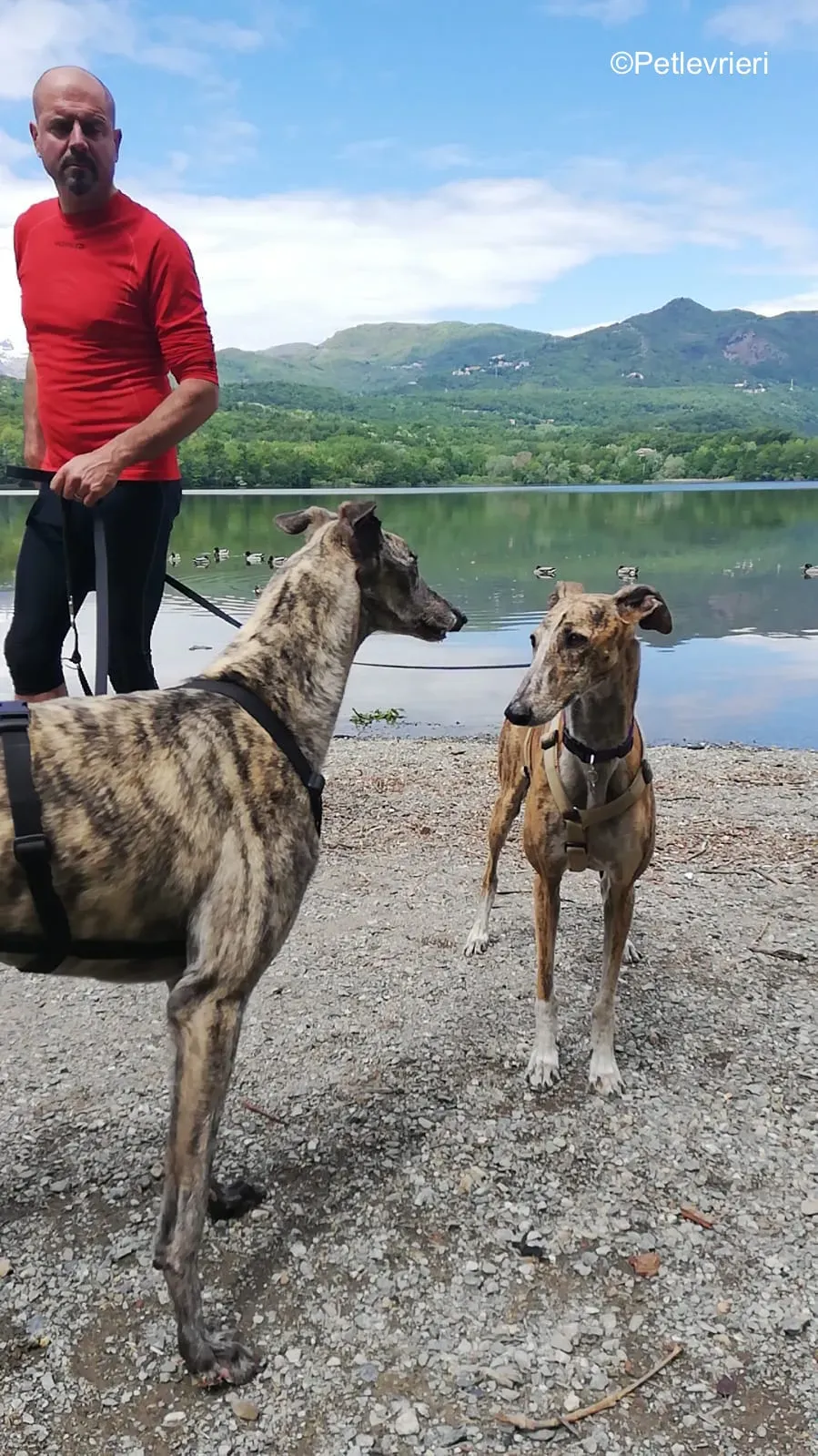 Surfy greyhound macao 13