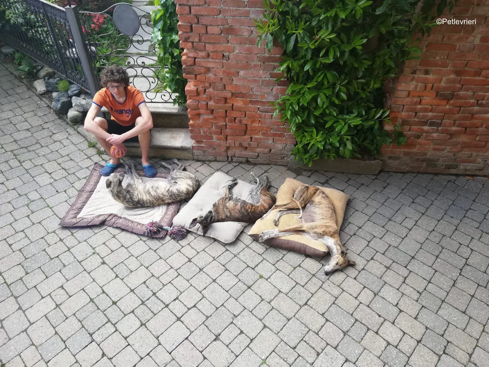 Surfy greyhound macao 14