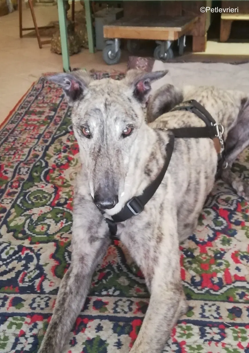 Surfy greyhound macao 15