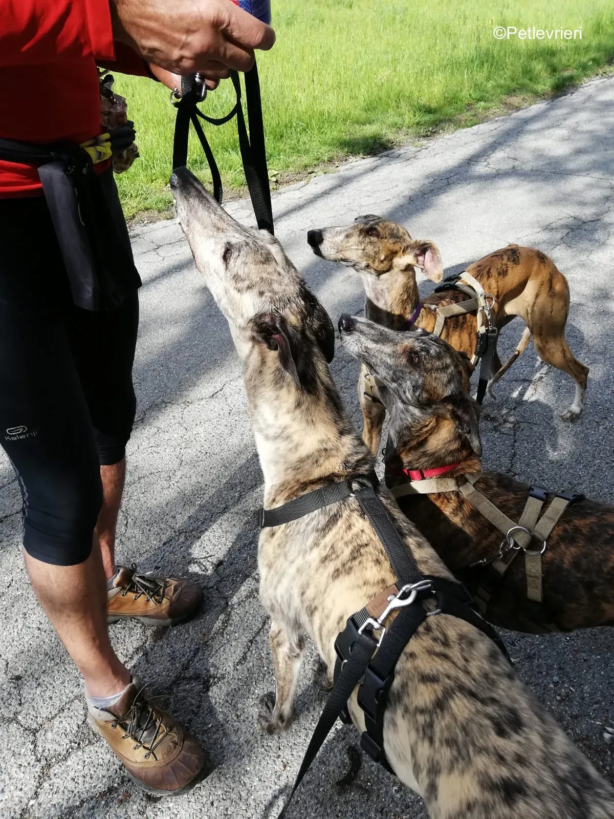 Surfy greyhound macao 16